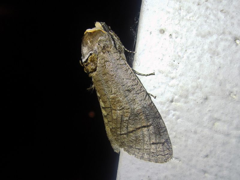 Cossus cossus (Cossidae)